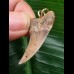 3,4 cm brauner Zahn des Isurus planus als Anhänger 3,4 cm brauner Zahn des Isurus planus als Anhänger