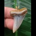 3,5 cm blauer Zahn des Isurus planus als Anhänger