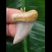 3,6 cm breiter Zahn des Isurus planus als Anhänger 3,6 cm breiter Zahn des Isurus planus als Anhänger