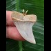 3,6 cm breiter Zahn des Isurus planus als Anhänger 3,6 cm breiter Zahn des Isurus planus als Anhänger