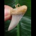 3,6 cm breiter Zahn des Isurus planus als Anhänger 3,6 cm breiter Zahn des Isurus planus als Anhänger
