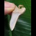 3,6 cm breiter Zahn des Isurus planus als Anhänger 3,6 cm breiter Zahn des Isurus planus als Anhänger