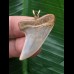 3,4 cm grau-brauner Zahn des Isurus planus als Anhänger 3,4 cm grau-brauner Zahn des Isurus planus als Anhänger