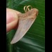 3,4 cm grau-brauner Zahn des Isurus planus als Anhänger 3,4 cm grau-brauner Zahn des Isurus planus als Anhänger
