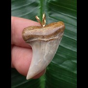 3,3 cm heller gemusterter Zahn des Isurus planus als Anhänger