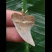 3,3 cm heller gemusterter Zahn des Isurus planus als Anhänger