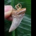 3,3 cm heller gemusterter Zahn des Isurus planus als Anhänger
