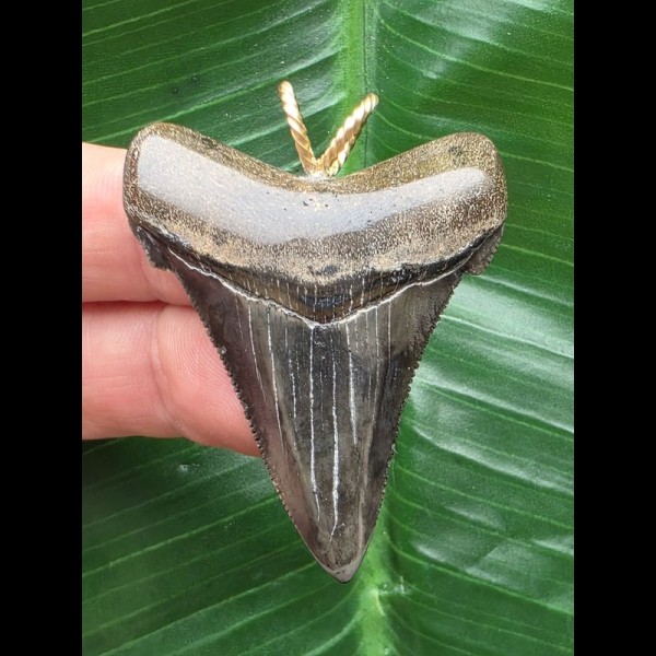 4,8 cm dunkler scharfer Zahn des Carcharocles Angustidens als Anhänger