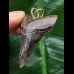 4,8 cm dunkler scharfer Zahn des Carcharocles Angustidens als Anhänger