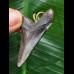 4,8 cm dunkler scharfer Zahn des Carcharocles Angustidens als Anhänger