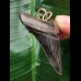 4,8 cm dunkler scharfer Zahn des Carcharocles Angustidens als Anhänger