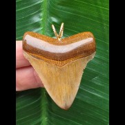 5,0 cm rotbrauner Zahn des Megalodon als Anhänger