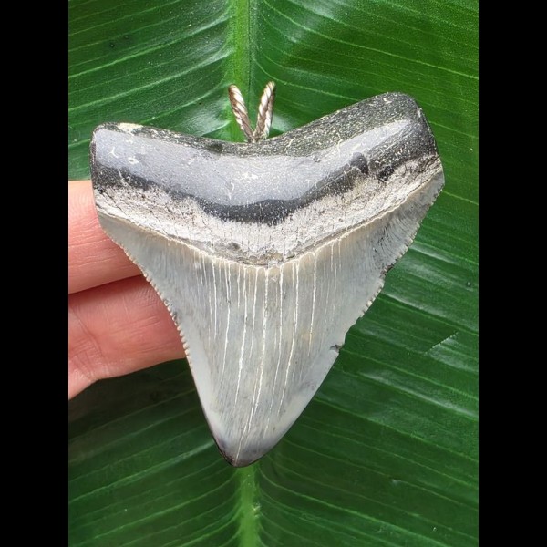 6,0 cm großer hellblauer Zahn des Megalodon als Anhänger