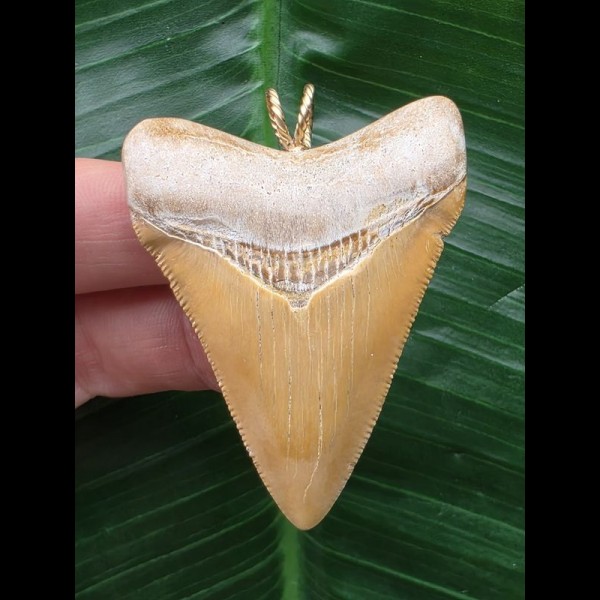 5,6 cm sehr schöner beiger Zahn des Megalodon als Anhänger 5,6 cm sehr schöner beiger Zahn des Megalodon als Anhänger