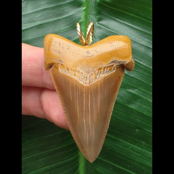 5,1 cm sehr schöner Zahn des Carcharocles Auriculatus als Anhänger