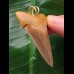 5,1 cm sehr schöner Zahn des Carcharocles Auriculatus als Anhänger