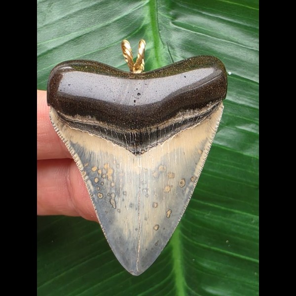 4,9 cm gemusterter Zahn des Megalodon als Anhänger