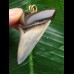 4,9 cm gemusterter Zahn des Megalodon als Anhänger