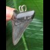 4,2 cm dolchförmiger dunkler Zahn des Megalodon als Anhänger