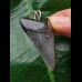4,2 cm dolchförmiger dunkler Zahn des Megalodon als Anhänger