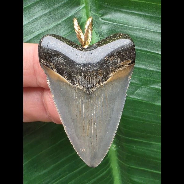 4,6 cm blauer Zahn des Megalodon als Anhänger