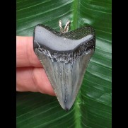 4,4 cm dunkler Zahn des Megalodon als Anhänger