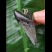 4,4 cm dunkler Zahn des Megalodon als Anhänger 4,4 cm dunkler Zahn des Megalodon als Anhänger