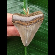 4,9 cm breiter grauer Zahn des Megalodon als Anhänger