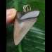 4,3 cm grauer Zahn des Megalodon als Anhänger 4,3 cm grauer Zahn des Megalodon als Anhänger