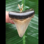 4,1 cm graubrauner Zahn des Carcharocles Angustidens als Anhänger