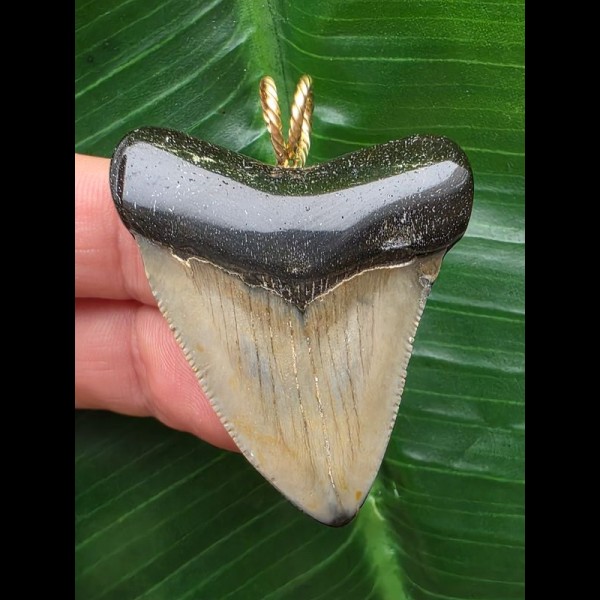 4,5 cm brauner Zahn des Megalodon als Anhänger