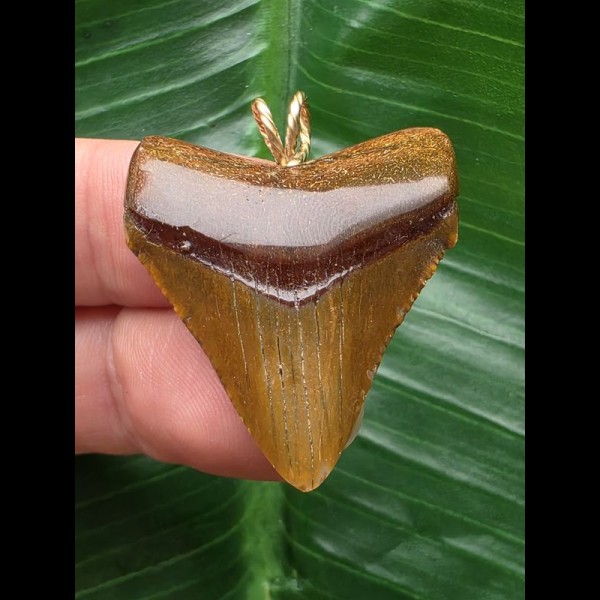 3,5 cm rotbrauner Zahn des Carcharocles Angustidens als Anhänger 3,5 cm rotbrauner Zahn des Carcharocles Angustidens als Anhänger