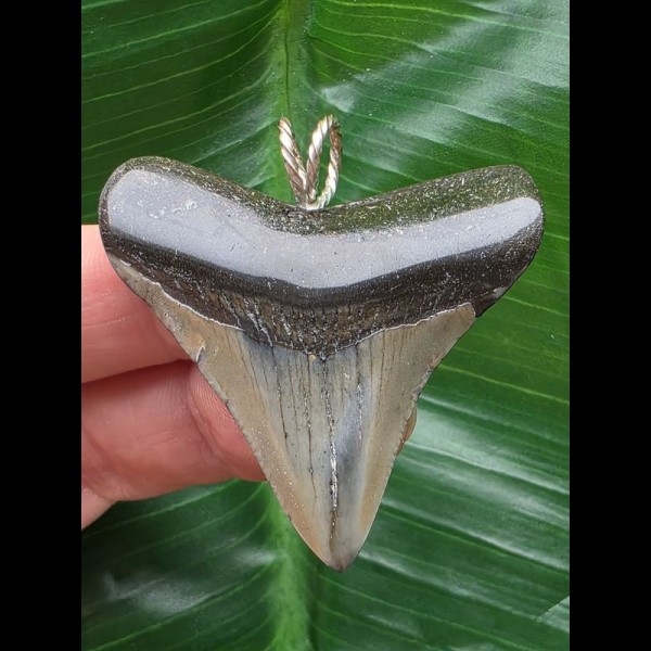 4,8 cm spitzer Zahn des Megalodon als Anhänger