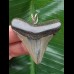 4,8 cm spitzer Zahn des Megalodon als Anhänger