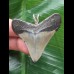 4,8 cm spitzer Zahn des Megalodon als Anhänger
