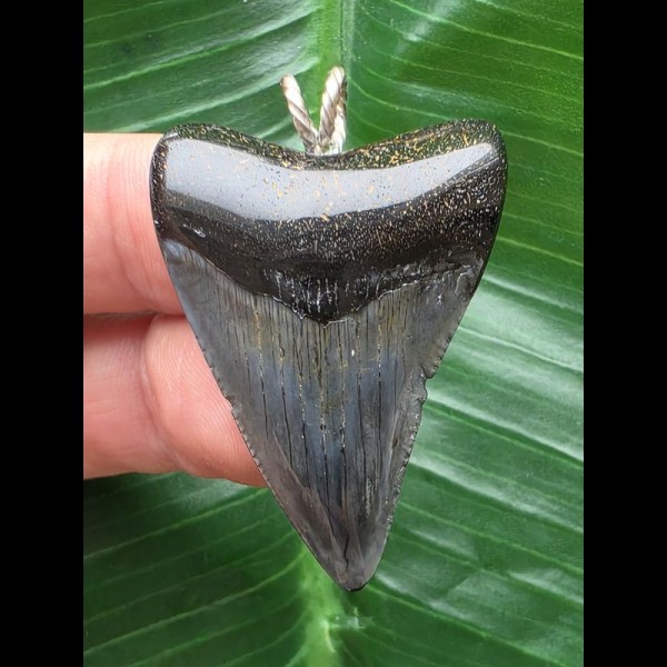 3,9 cm dunkler dolchförmiger  Zahn des Megalodon als Anhänger