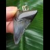 3,9 cm dunkler dolchförmiger  Zahn des Megalodon als Anhänger