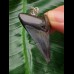 3,9 cm dunkler dolchförmiger  Zahn des Megalodon als Anhänger