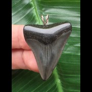 3,7 cm dunkler Zahn des Megalodon als Anhänger