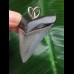 4,2 cm hellblauer Zahn des Megalodon als Anhänger