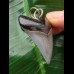 4,2 cm hellblauer Zahn des Megalodon als Anhänger