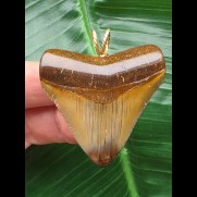 4,7 cm rotbrauner Zahn des Megalodon als Anhänger