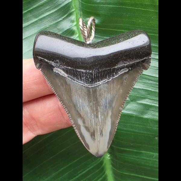 5,4 cm grauer Zahn des Carcharocles Angustidens als Anhänger
