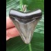 5,4 cm grauer Zahn des Carcharocles Angustidens als Anhänger