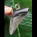 5,4 cm grauer Zahn des Carcharocles Angustidens als Anhänger