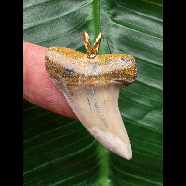 3,4 cm weißer Zahn des Isurus planus als Anhänger 3,4 cm weißer Zahn des Isurus planus als Anhänger