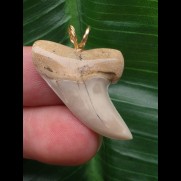3,2 cm heller Zahn des Isurus planus als Anhänger