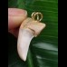 3,2 cm heller Zahn des Isurus planus als Anhänger