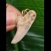 3,2 cm heller Zahn des Isurus planus als Anhänger