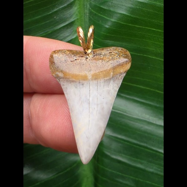 3,0 cm weißer spitzer Zahn des Mako Hai als Anhänger